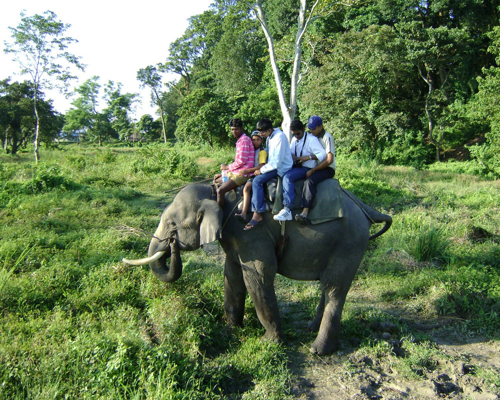 jaldapara elephant safari online booking