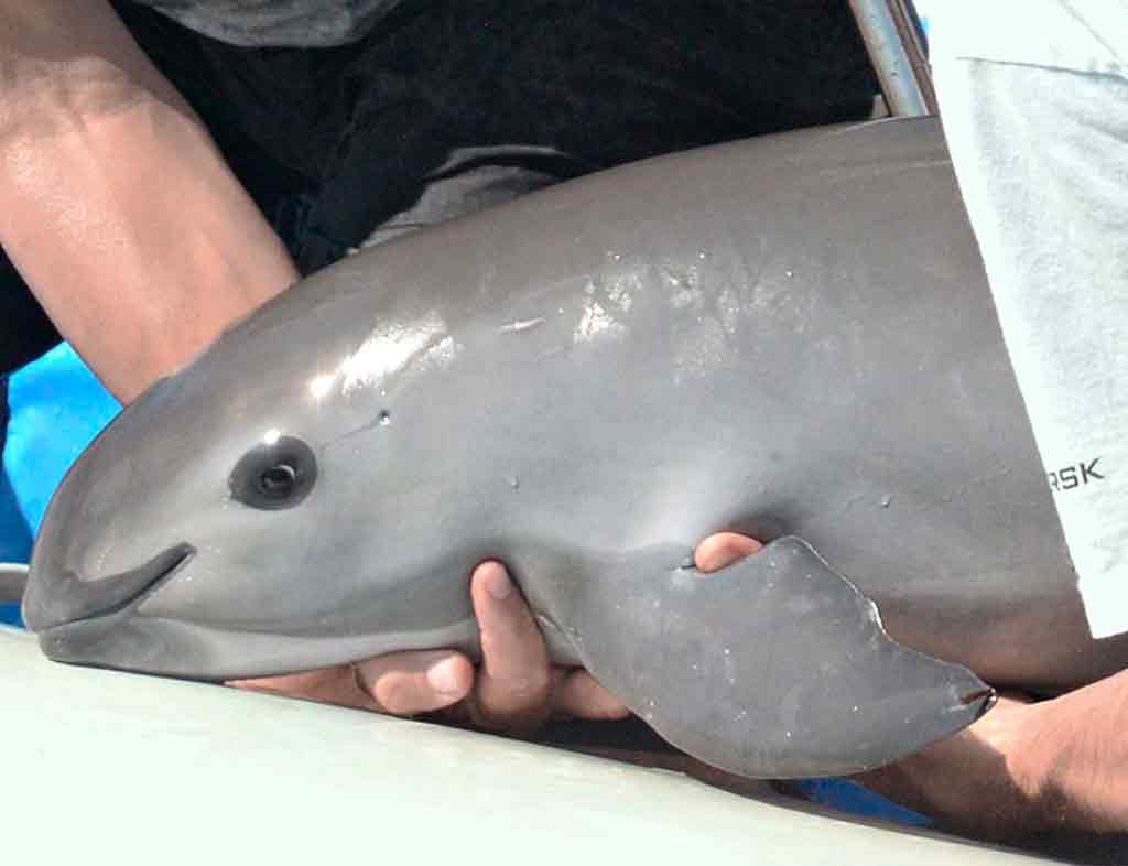 Vaquita The World's Most Endangered Porpoise