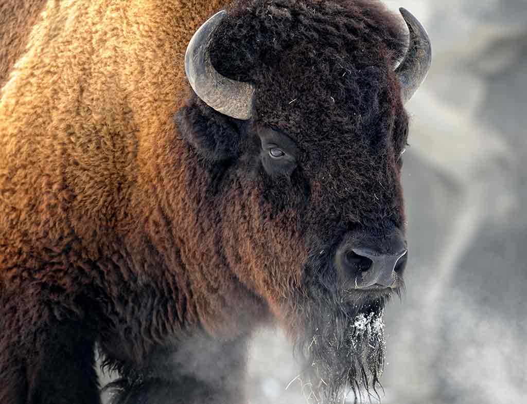 Plains Bison Guardians of the Prairie