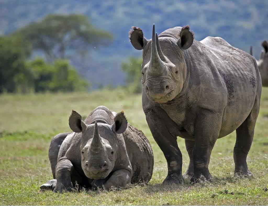 Rhino Guardians of the Savanna