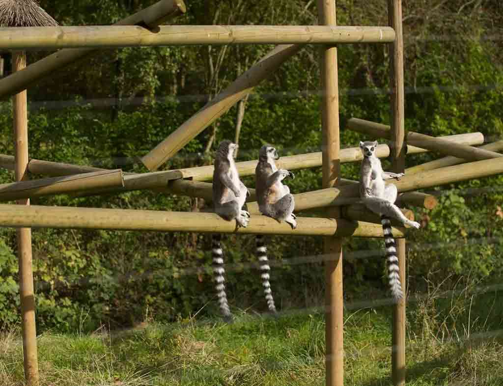 Birmingham Wildlife Conservation Park UK