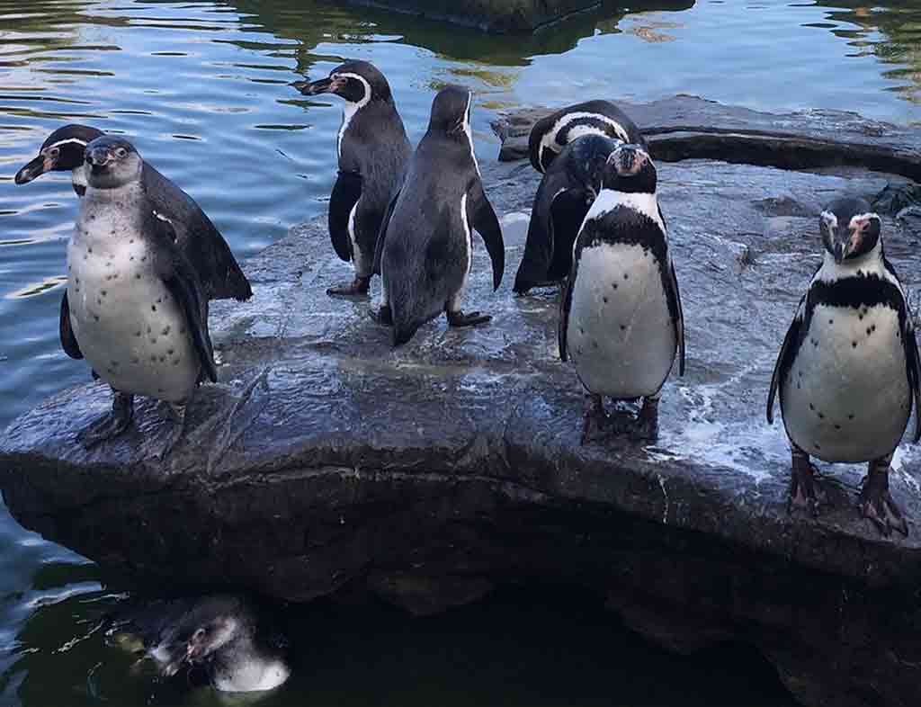 Peak Wildlife Park UK